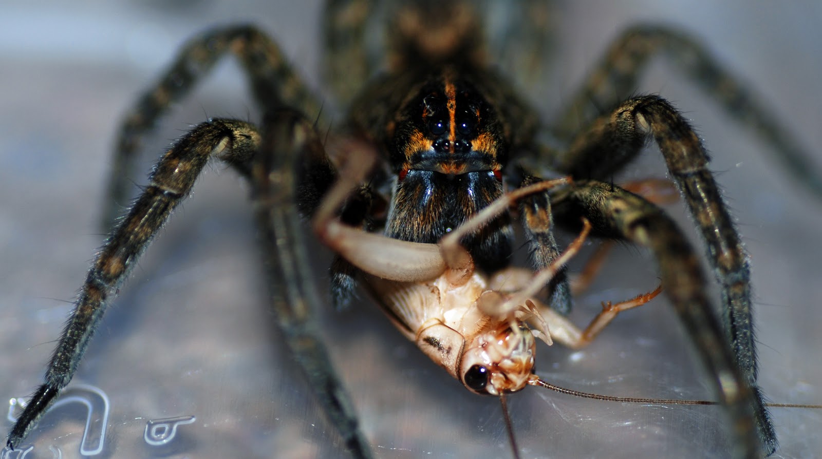 wolf-spider-eating-cricket.jpg